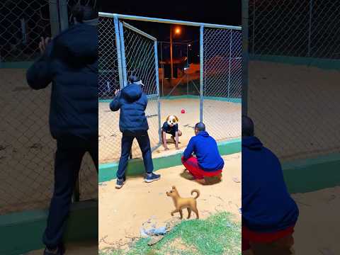 BRIGA DE CANINOS🐾🐕🐶#funny #viral #comedy #shortsviral