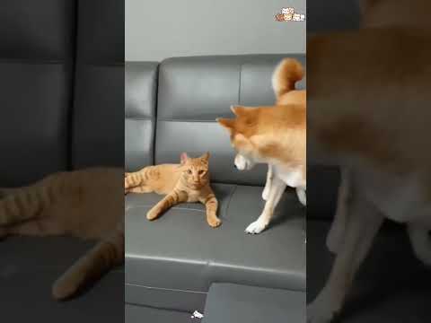 The cat forgot that it is a cat😹#catsoftiktok #catlover #cat #funnycat #usa #funnyvideos