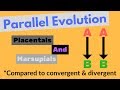 Parallel and Convergent Evolution Concepts