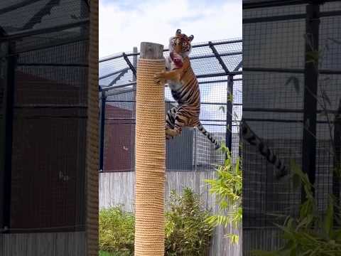 Tiger The Royal Bengal Jump #300milion#tiger #1M subscribes