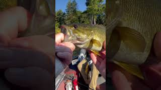 I caught you a delicious bass #fishing #bassfishing #outdoors