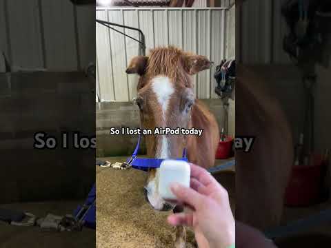 The bite marks on the case gave him away #horse #pony #equestrian #funnyhorse #shorts