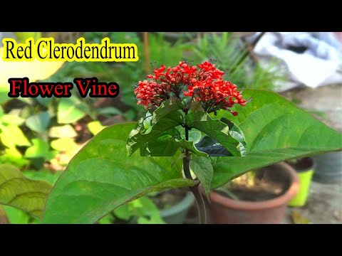 Red Clerodendrum Flower Vine | Permanent Flower Plant | Evergreen leaf's