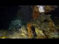 Hydrothermal Vents and Deep Sea Discoveries