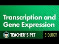 Gene Expression and RNA Functions