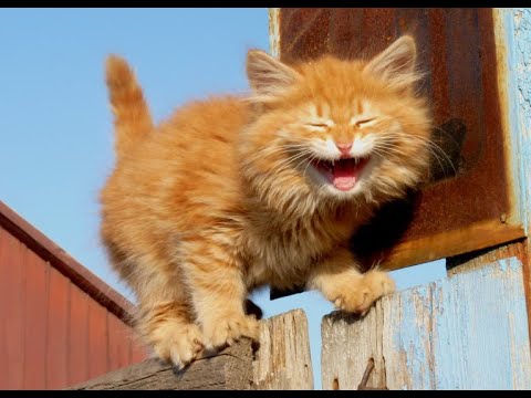 😺 Cheeky orange cats! 🐈 Funny video with cats and kittens for the mood! 😸