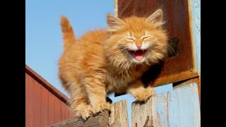 😺 Cheeky orange cats! 🐈 Funny video with cats and kittens for the mood! 😸