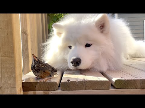 We found a sick baby bird in our backyard and tried to save it