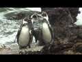 Exploring Penguin Genetics and DNA