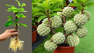 How To Propagate Sweetsop Tree From Cutting With Egg and Aloe Vera, how to growing sweetsop tree