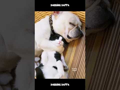 Sittu 🤣 #funny #cat #shorts #dog #shortsfeed #animals #dubbingdappa #pets #comedy #catvideos