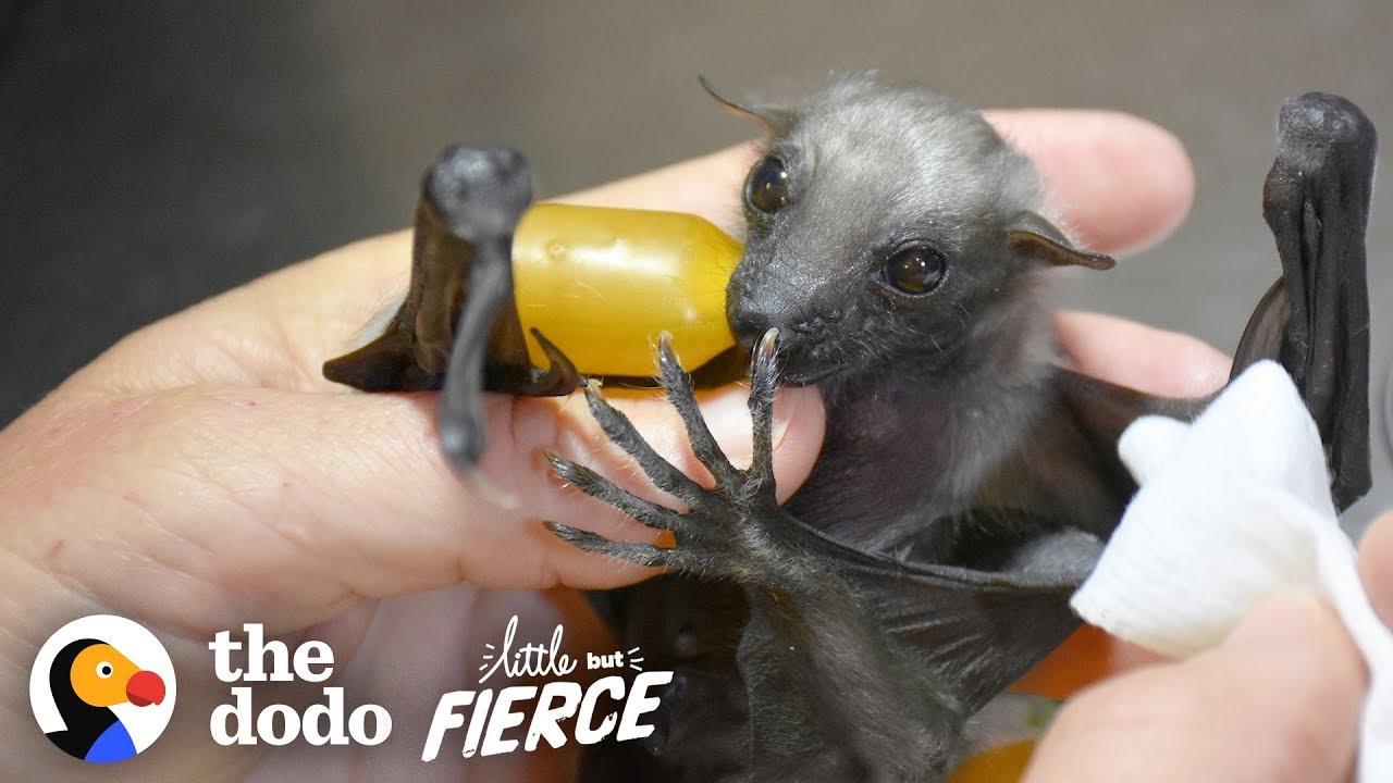 Watch This Tiny, Fuzzy Bat Grow Up to Be a Muscleman Little But Fierce