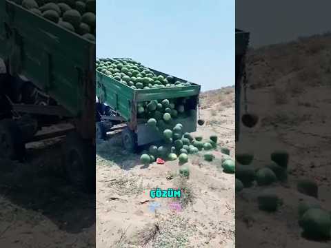 “Türkiye’de Çiftçiler Neden Zarara Uğruyor? 🍅🥔”  #bilgi #ilginç  #çiftçi #tarım  #tarla #bahçe