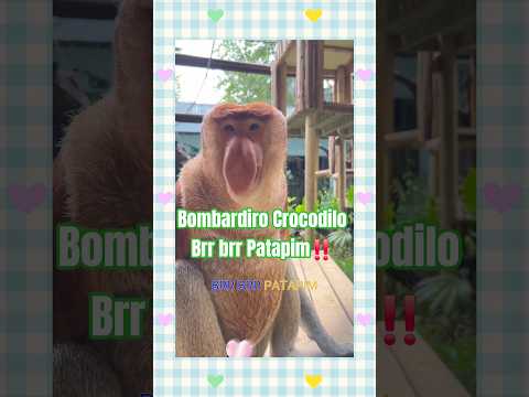 Bombardiro Crocodilo Brr brr Patapim‼️#anomali #tungtungsahur#brainrot #meme