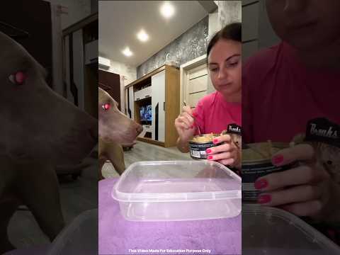Dogs really are clever #shortvideo