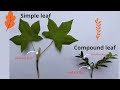 Understanding Simple and Compound Leaves