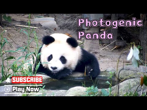 How Elegant Can A Panda Be When Drinking Water? | iPanda