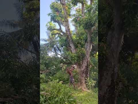 Men at work 🌳⚡2025