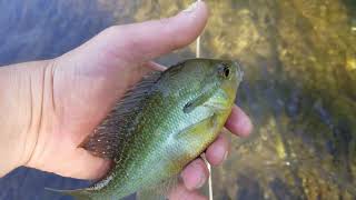 1 Hour Fly Fishing River Challenge!
