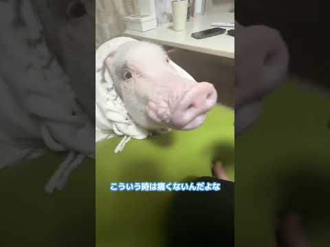 豚の口臭ケア #豚 #ブタ #pig #piggy