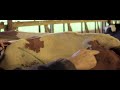 Cow Body Condition Scoring Assessment