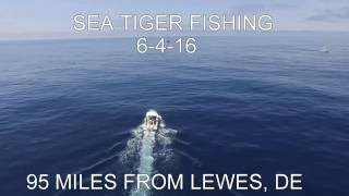 SEA TIGER FISHING TRIP 6 4 16