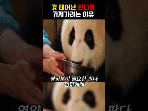 갓태어난 판다를 사육사들이 뺏는 이유