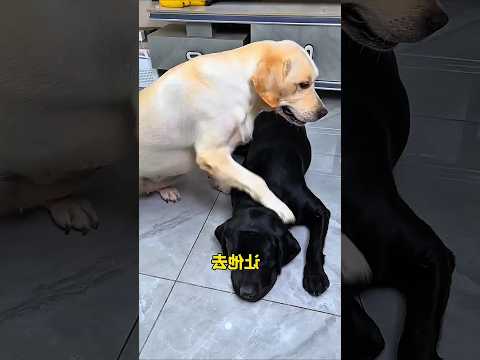 Ghutu eki korlo🤣🤣#fypシ゚viral #funnydogs #fyp