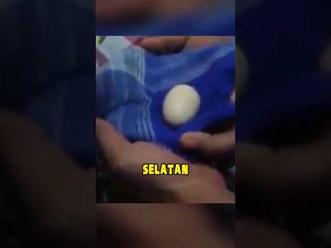 kisah viral bocah bertelur dari sulawesi selatan 🗿 #short
