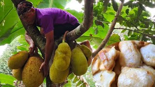 Mendoan Nangka setelah membersihka empang dikebun dekat sungai untuk pelihara ikan