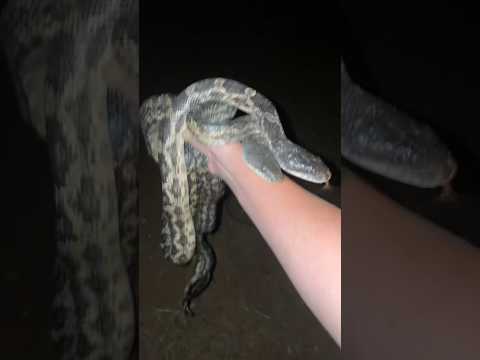 Removing Two GIANT Snakes from my Chicken Coop! (Harmless rat snakes)