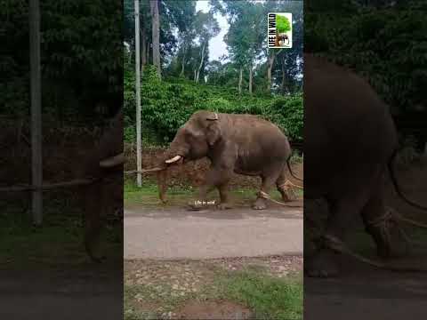 Capturing A Wild #Elephants #sorts#sortsvideo#forest #wildlife#karnataka#video#elephantattack#rescue