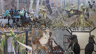 وصول وجبة جديده من الحيوانات والطيور والأسماك #حدائق_غابات_الأمازون في بغداد_الغدير2025/8/28