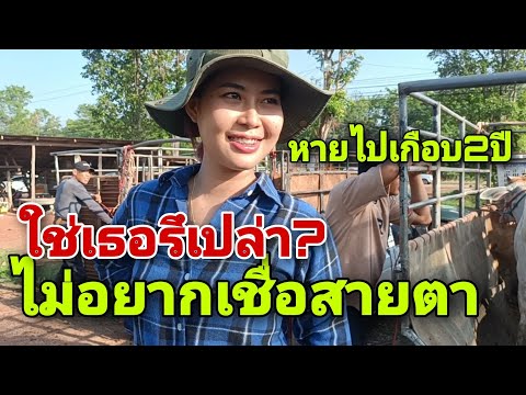 สีสันตลาดวัวช่วงตลาดใกล้วายที่ ตลาดวัวกุดเรือคำ อ.วานรนิวาส จ.สกลนคร