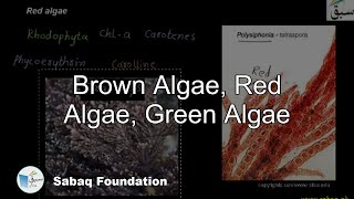 Brown Algae, Red Algae and Green Algae