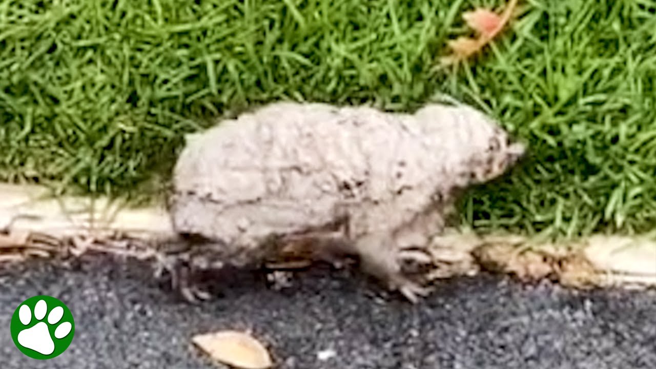 Mystery creature looks like a dirty rock but proves to be baby animal