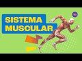Músculos e suas Funções