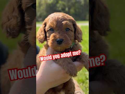 Subscribe if you want to adopt me! #shorts #viral