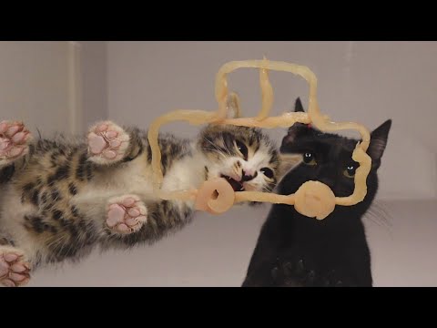 Kitten and Cat Eating Car ASMR