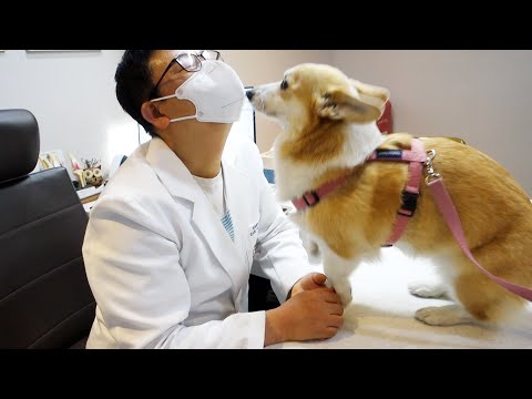 동물병원 보냈더니 의사샘 위로하는 강아지ㅋㅋ