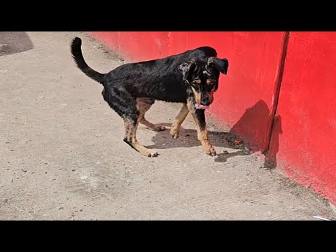 A Twisted Neck, a Crooked Body – When an Imperfect Dog Carried the Most Perfect Love.