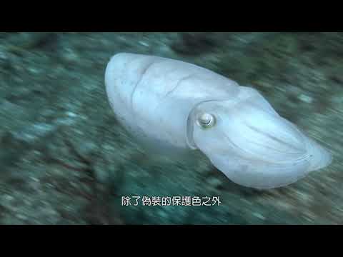 海底變色龍 - YouTube