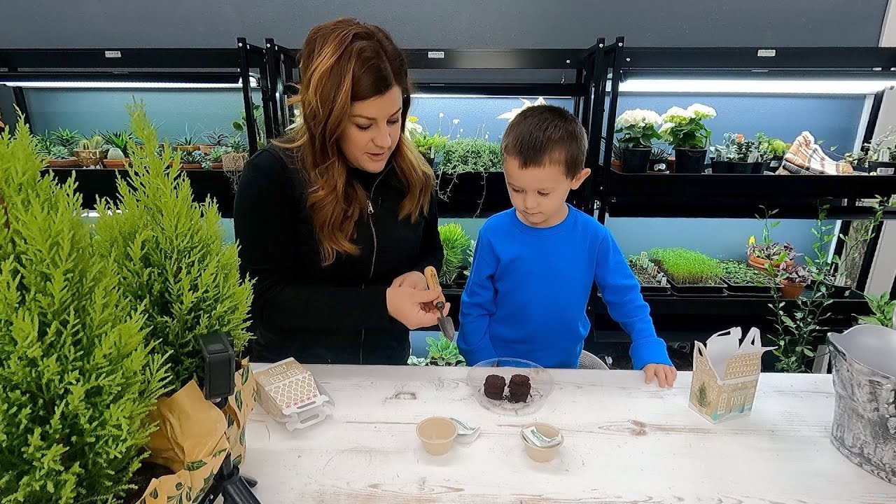 Planting Spruce & Peppermint Seeds + Cypress & Amaryllis Repotting + Flower Arrangement!