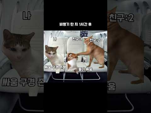 #고양이 #해피캣 #고양밈 #밈