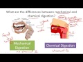 Digestive System Functions and Processes