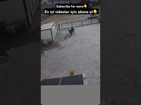 DOG ATTACK #animals #wildlife #dog #dogs #doglover #pets #pet #shorts #short #viralvideo #puppy #fy