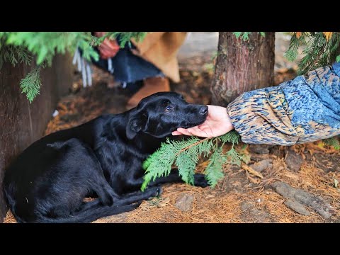 I Saw This Freezing Dog Under Tree During Cold Winter and I Couldn't Pass by