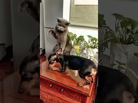Cat bullying dog😂#catsoftiktok #cats #usa #foryou #fpy #catlover #funny