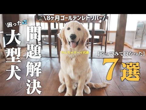 まるで怪獣だった仔犬が【驚くほど穏やかに】変身した魔法のトレーニング７選！子どもと犬と猫とニワトリとの暮らし。