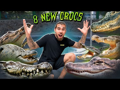 8 New CROCODILES Added to the Collection!